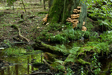 Image showing Sulphur Shelf fungi