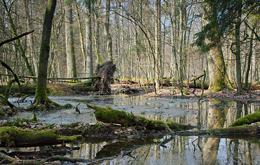 Image showing Springtime morning in wetland forest