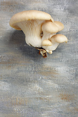 Image showing Young oyster mushrooms cluster