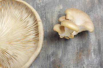 Image showing Oyster mushrooms