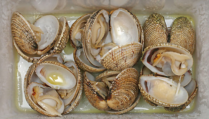Image showing Clams