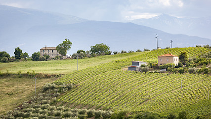 Image showing houses vine and olive trees
