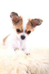 Image showing chihuahua is resting 