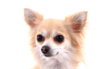 Image showing head of sweet chihuahua