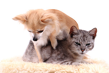 Image showing cat and chihuahua are resting