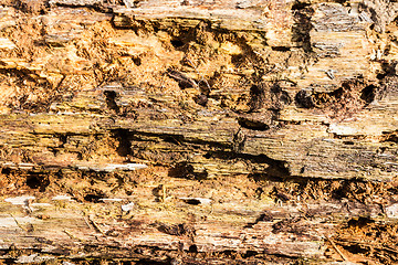 Image showing Old bark detail