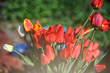 Image showing bunch of red tulips 