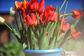 Image showing bunch of red tulips 