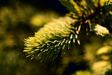 Image showing Green pine