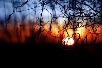 Image showing Sunset background