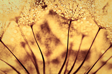 Image showing Plant seeds with water drops