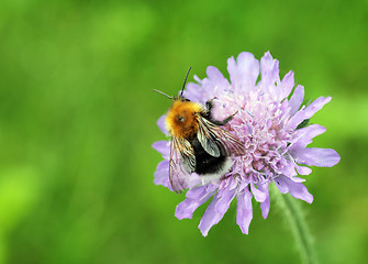 Image showing Bumblebee on Field Scabious