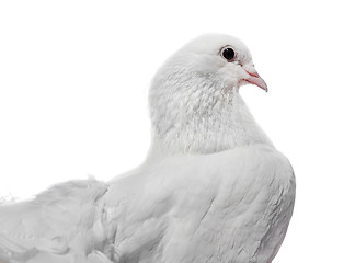 Image showing Beautiful White Pigeon