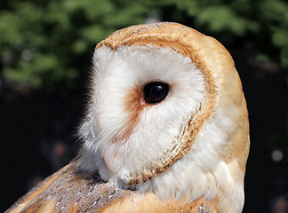 Image showing Small Barn Owl