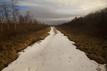 Image showing winter forest and blue sky with clouds