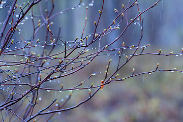 Image showing Fringe of  rain drops and mist on  green branches of  tree