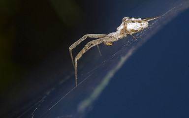 Image showing Spider