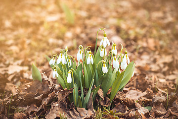 Image showing spring snowdrop flowers in the forest with copyspace