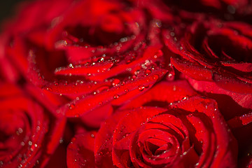 Image showing Macro photo of a rose with water droplets