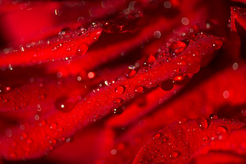 Image showing Macro photo of a rose with water droplets