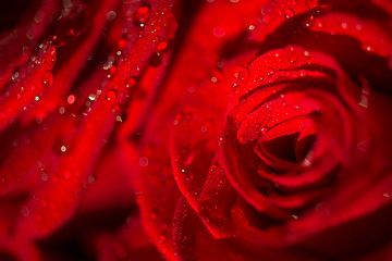 Image showing Macro photo of a rose with water droplets