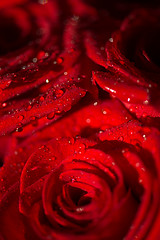 Image showing Macro photo of a rose with water droplets