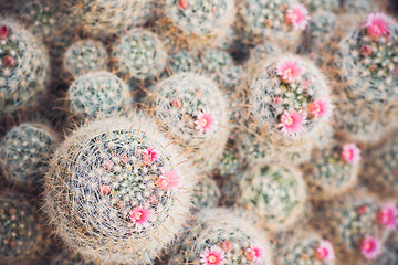Image showing  group of blossom cactuses in garden