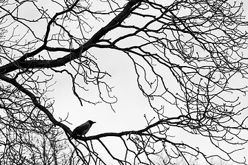 Image showing Crows  on tree branches. Black and white