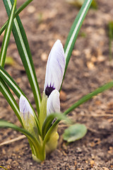 Image showing purple crocuses in spring day, side view