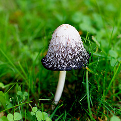 Image showing Black and White Non-edible Mushroom