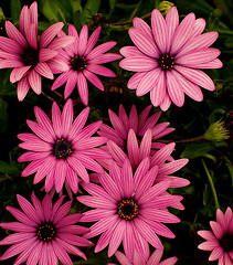 Image showing Garden Daisy Flowers