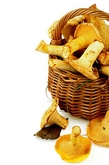 Image showing Perfect Raw Chanterelles