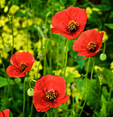 Image showing Big Red Poppies