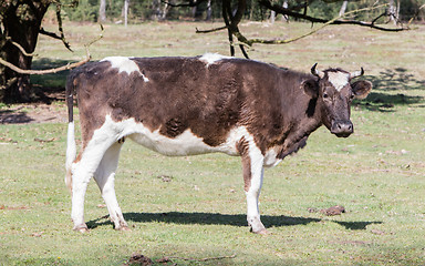 Image showing Black and white cow standing