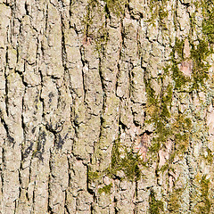 Image showing Huge oak bark as background