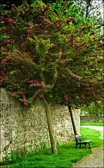 Image showing Bench under Flowering Tree