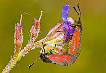 Image showing Butterflies