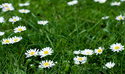 Image showing Camomile Flower Field