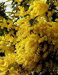 Image showing Flowering Yellow Mimosa