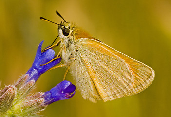 Image showing Butterfly