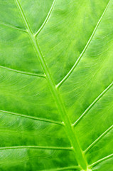 Image showing Green tropical leaf background