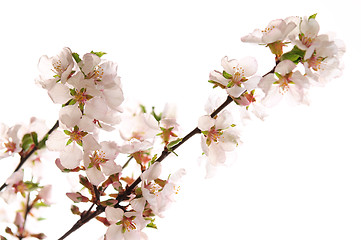 Image showing Pink cherry blossom