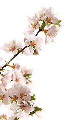 Image showing Pink cherry blossom