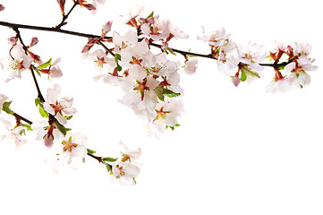 Image showing Pink cherry blossom