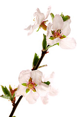 Image showing Pink cherry blossom