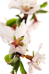 Image showing Pink cherry blossom