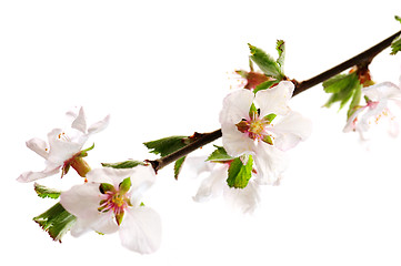 Image showing Pink cherry blossom