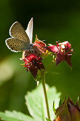 Image showing Butterfly