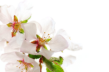 Image showing Pink cherry blossom