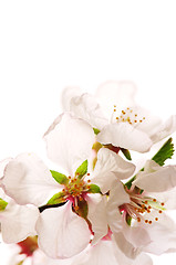 Image showing Pink cherry blossom